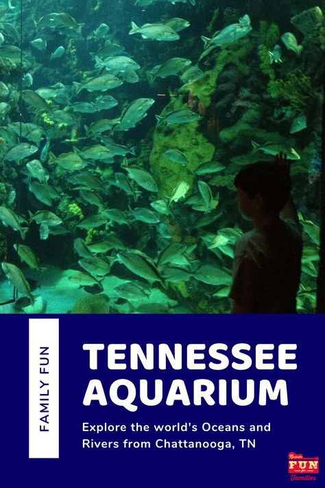 Two hours south of Nashville in beautiful Chattanooga, TN is the Tennessee State Aquarium which is a great place to spend a day! Tennessee Aquarium, Downtown Chattanooga, Mississippi Delta, Aquatic Ecosystem, Wheelchair Friendly, Tennessee River, Tennessee State, Chattanooga Tn, Oceans Of The World