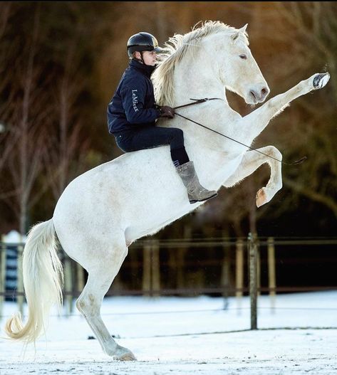 Jesse Drent, Horses In Snow, Lusitano Horse, Equestrian Aesthetic, Horse Boarding, Horse Life, Horse Coloring, Horse Photography, Horse Breeds