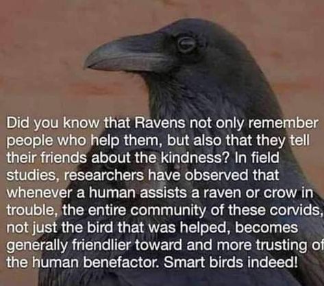 Crow Facts, Crows Ravens, Animal Facts, The More You Know, Crows, Ravens, Black Bird, Spirit Animal, Beautiful Creatures