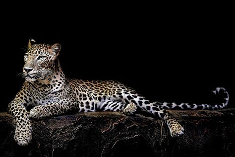 Jaguar Aesthetic, Panther Aesthetic, African Animals Photography, Jaguar Wallpaper, Jaguar Panther, La Chose, Leopard Art, Cartier Panthere, Beautiful Dark Art