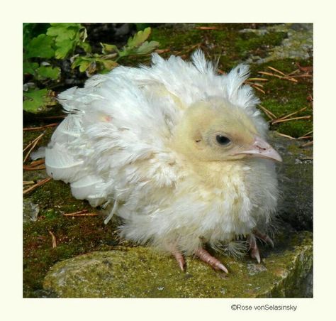 WHITE PEACOCK LITTLE BABY. White Peacocks, Baby Peacock, Peacock Baby, Peacock White, Peacock Images, White Peacock, Most Beautiful Birds, Mini Things, All Birds