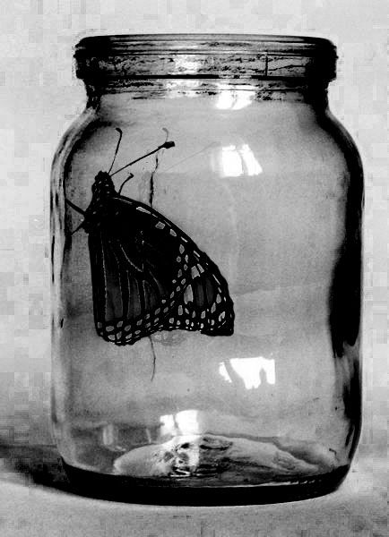 Butterfly in a Jar Glass Jar Photography, Butterfly In Jar, Butterflies In A Jar, Jar Of Butterflies, Butterfly In A Jar, Butterfly Jar, Madama Butterfly, Skateboard Designs, Photography Moodboard