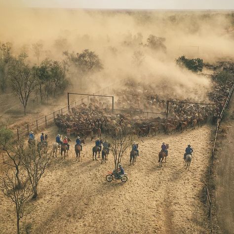 And the day is done. Yarding up steers at Meda Station, Western Kimberly’s WA...… Mexican Standoff, Cattle Station, Ringers Western, Australian Country, Country Vibe, Farming Life, Cowboy Life, Country Aesthetic, Open Range