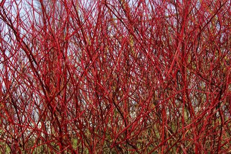 A commercial nursery guide on how to propagate Redosier Dogwood (Cornus sericea), a perennial shrub that can grow in hardiness zone 2. Cornus Alba Sibirica, Red Tip Photinia, Clay Soil Plants, Dogwood Shrub, Red Osier Dogwood, Cornus Alba, Red Dogwood, Red Twig Dogwood, Buxus Sempervirens