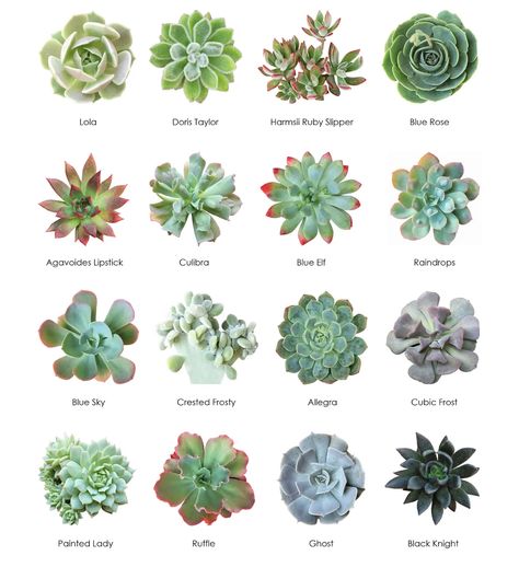 Succulents - Get to know your succulents 🪴 Source:... | Facebook Succulents Aesthetic, Propagate Succulents From Leaves, Different Types Of Succulents, Types Of Succulents Plants, Kaktus Dan Sukulen, Succulent Ideas, Inside Garden, Succulent Garden Design, Succulent Gardens