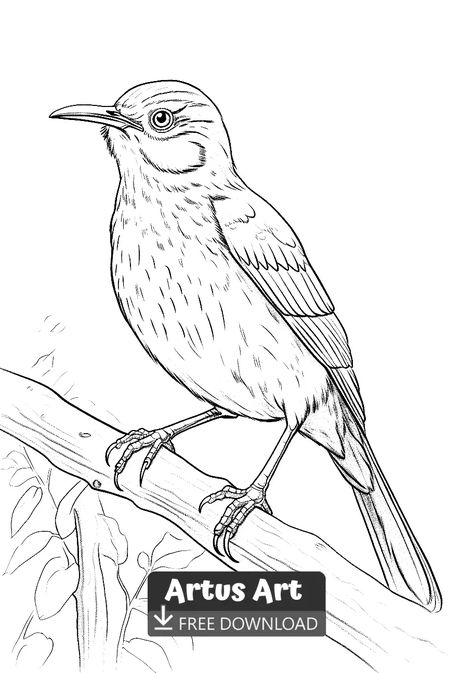 Brown thrasher Coloring Page - Free PDF Download Coloring Page. #freedownload #brownthrashercoloringpage #brownthrasher Australian Colouring Pages, Australian Birds Drawings, Zoomerang Vbs, Draw Birds, Bird Outline, Brown Thrasher, 29 October, Space Coloring Pages, Printable Colouring