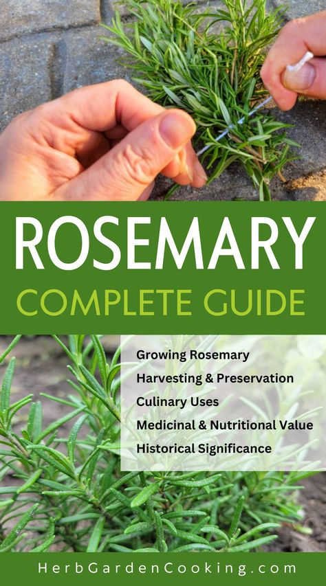 Rosemary is a hardy, drought-tolerant herb, with a wide range of culinary uses. Rosemary is fairly easy to cultivate, has numerous potential health benefits, and a fascinating historical context. Rosemary Uses, Rosemary Health Benefits, Uses For Rosemary, Rosemary Plant Care, Grow Rosemary, Drying Fresh Herbs, Edible Weeds, Growing Cilantro, Rosemary Herb