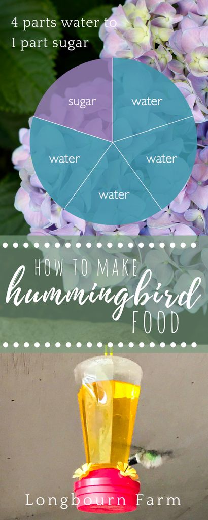 Learning how to make hummingbird is as simple! Get the exact directions here and keep those little birds coming back to your yard! Home Made Hummingbird Nectar, Hummingbird Food Recipe, Making Hummingbird Nectar, Diy Ant Moat For Hummingbird Feeder, Make Hummingbird Food, Homemade Hummingbird Food, Hummingbird Food, Raising Pigs, Hobby Farming