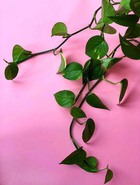 A fast grower that's easy to care for, the Pothos is known as the perfect plant for beginner green thumbs. Here are the most common characteristics that might cause new pothos parents worry. Pothos Plant Care, Plant Care Tips, Brown Leaves, Right Light, Plant Delivery, Pothos Plant, Light Water, Perfect Plants, Photosynthesis