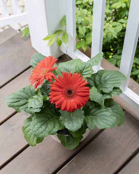 How to Grow Gerbera Daisies - The Creek Line House Gerber Daisy Planter Ideas, Garden Annuals, Gerbera Daisies, Gerber Daisies, Summer Plants, Big Leaves, Gerbera Daisy, Plant Powered, Companion Planting