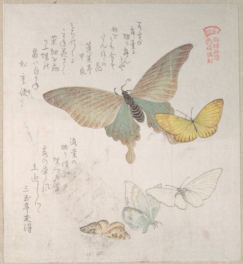 Various Moths and Butterflies Moths And Butterflies, Art Papillon, Japanese Wall Art, Tinta China, Butterfly Pictures, Art Japonais, Old Paintings, Japanese Painting, Sumi E