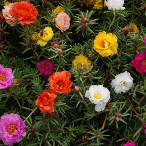 The Ultimate Guide to Growing Moss Rose from Seeds Trim Rose Bushes, Portulaca Flowers, Ideas Para Jardin, Rose Garden Ideas, Gardening In Pots, Portulaca Grandiflora, Growing Moss, Ground Cover Roses, Rose Garden Design