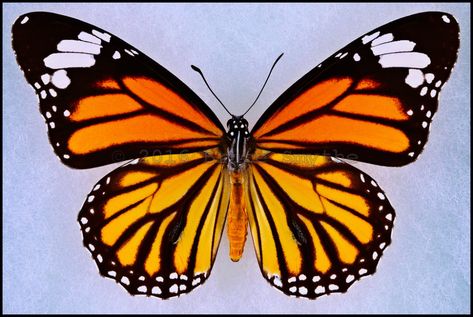 Danaus Genutia Genutia(Common Tiger) -Male -India -(3.25 in wingspan).This is a common butterfly in India.What I find very interesting is that although this butterfly and the Monarch butterfly look VERY SIMILAR and are genetically VERY SIMILAR, they're rarely found even in the same Continent.That is, the Common Tiger(Danaus Genutia) is usually found in just ASIA and AUSTRALIA whereas the Monarch butterfly(Danaus plexippus) is usually found in just NORTH AMERICA and SOUTH AMERICA. Butterfly Illustration Design, Monarch Butterfly Illustration, Vintage Monarch Butterfly, Monarch Butterflies Art, Orange And Black Butterfly, Common Blue Butterfly, Butterfly Vintage, Butterfly Art Print, Butterfly Poster