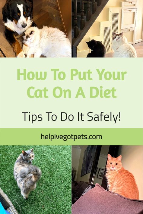 Cat Diet Plan, Cat Feeding Schedule, Obese Cat, Cat Medicine, Cat Health Problems, Cat Diet, Modern Cat Tree, Cat Nutrition, Cat Exercise