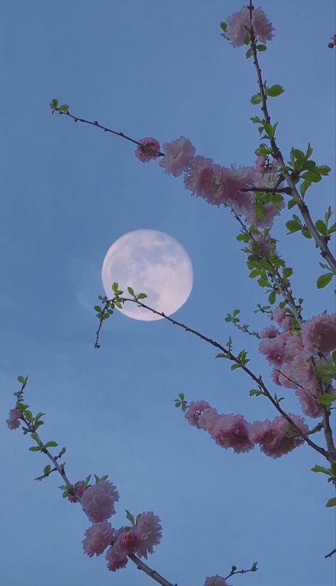 Nature Videos, Download The BEST Free 4k Stock Video Footage & Nature HD Video Clips Blue Moon Photography, Look At The Moon, Sky Moon, Beautiful Moon, Nature Gif, Night Sky Photos, Alam Yang Indah, Nature Quotes, Alam Semula Jadi