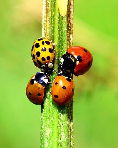 Four different color lady bugs...but not all called "ladybugs". One is a potato bug. Yellow Ladybug, Lady Beetle, Beetle Insect, She's A Lady, Bug Art, Photo To Art, A Bug's Life, Beetle Bug, Lady Bugs