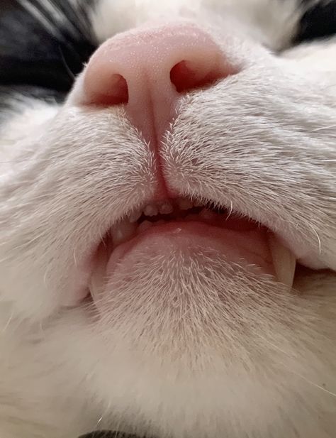 Cat teeth | up close photo of cats face with baby teeth #cutecat #cats #teeth #meow Cat Teeth Aesthetic, Cat Teeth, Teeth Aesthetic, Cats Face, Cute Cat Face, Baby Teeth, Cat Face, Happy Smile, Teeth Cleaning