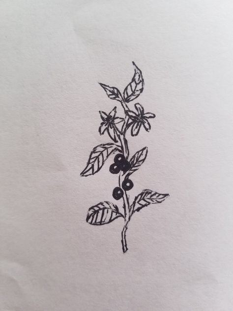 Coffee plant tattoo Coffee Berry Tattoo, Coffee Bean Plant Tattoo, Coffee Leaf Tattoo, Unique Plant Tattoo, Small Coffee Tattoo, Coffee Branch Tattoo, Plant Tattoo Small, Coffee Plant Drawing, Coffee Flower Tattoo