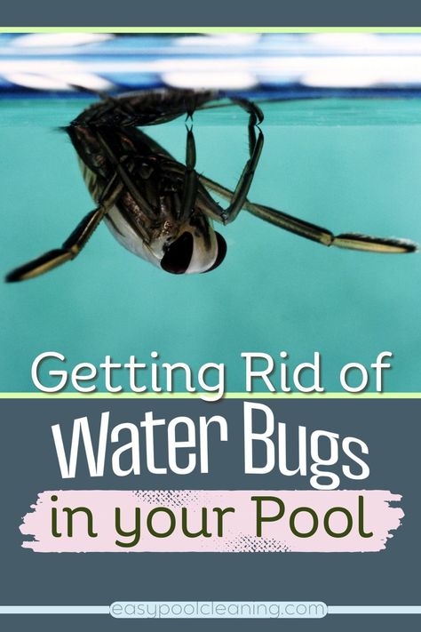 Unwanted guests in your pool?  Discover simple and effective methods to eliminate water bugs and keep your pool sparkling clean. Click & learn how to enjoy a bug-free swim! Pool Cleaning Tips, Pool Algae, Kill Bugs, Swimming Pool Maintenance, Pool Shock, Pool Hacks, Pool Life, Pool Care, Natural Swimming Pool