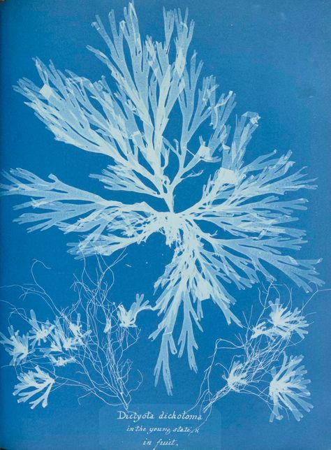 Anna Atkins, Edward Weston, Robert Mapplethorpe, Photography Words, Printmaking Art, History Of Photography, Artist Models, French Photographers, Female Photographers