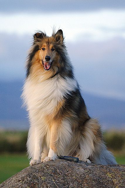 reminds me of my favorite dog Ringo :( Caine Husky, Rough Collies, Sheltie Dogs, Collie Puppies, Rough Collie, Collie Dog, Beautiful Dogs, Big Dogs, 귀여운 동물