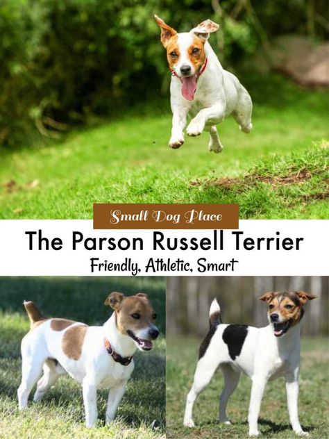 Find out all you need to know about the Parson Russell Terrier at Small Dog Place Russell Terrier Dog, Parson Russell Terrier Puppy, Parson Jack Russell, Breeds Of Dogs, Parson Russell Terrier, Jack Russell Dogs, Terrier Breeds, Puppy Stuff, Live Wire