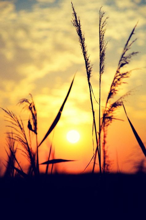 Sun Shine Photography, Bgm Images, Field Of Reeds, Shine Photography, Backgrounds Hd, What A Beautiful World, Dawn And Dusk, Sun Shine, Moon Rise