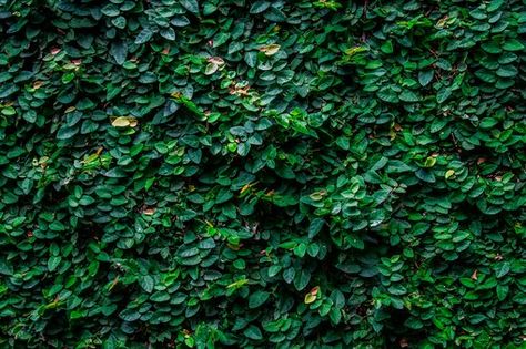 How to Care for a Creeping Fig | Hunker Fig Drawing, Creeping Vines, Creeping Fig, Ficus Pumila, Garden Mum, Garden Vines, Supreme Wallpaper, Garden Arches, Indoor Pets