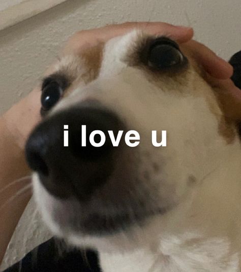 I Love You Dog Pictures, Dog Memes Love, Cute Couple Memes, You Memes Funny, Cute Dog Memes, Love You Meme, Love Memes Funny, Couple Memes, Relationship Stuff