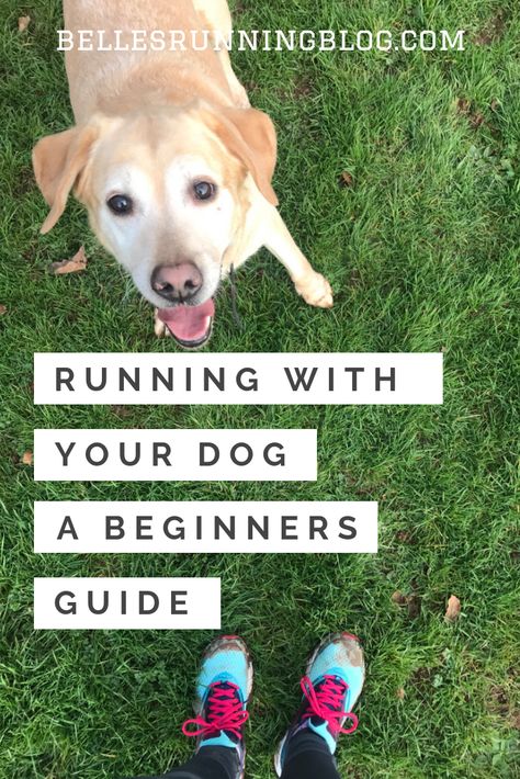 Want to run with your dog but not sure where to start?  This beginners guide to running with your dog will have all of the answers that you'll need to start running with your pooch whether you're interested in taking up Canicross or just run with your pup for fun. Before you start running with your dog, make sure you read these tips on how to get started #canicross #runwithyourdog Running Training Plan, Dog Training School, Dog Run, Tips For Running, Running Plan, Animal Supplies, Start Running, Small Animal Supplies, Running For Beginners