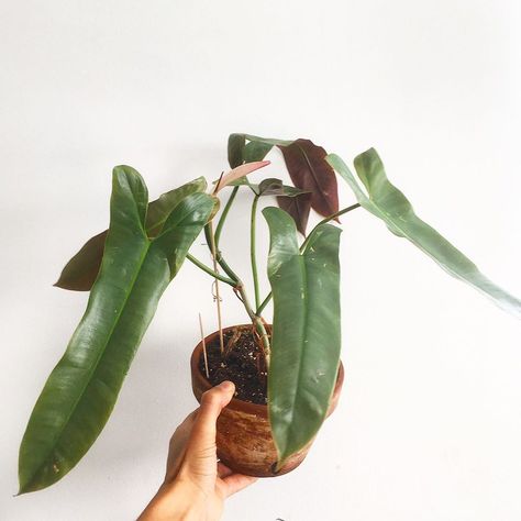 Herban Tropics 👩🏽‍🌾👨🏽‍🌾 on Instagram: “Philodendron Atabapoense. • • • #philodendronatabapoense #philodendrons #aroidaddicts #aroids #phillyplantbul #plantnena #urbanjungle…” Philodendron Atabapoense, Plant Wishlist, Plant Needs, Urban Jungle, Flower Power, Plant Leaves, Clock, Plants, Flowers