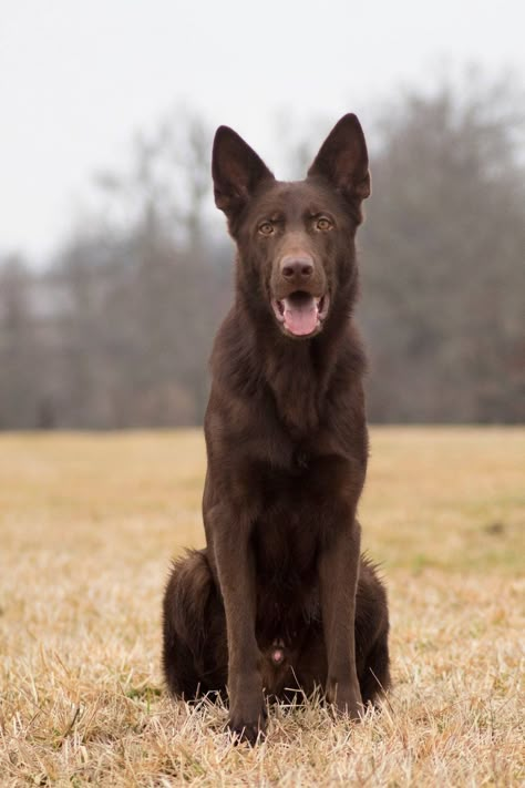 Dallas, my solid liver colored German Shepherd 😊 German Shepherd Videos, Labrador Retriever Facts, Labrador Retriever Funny, Labrador Retriever Training, Black German Shepherd, German Dogs, Labrador Retriever Puppies, Herding Dogs, Dachshund Puppies