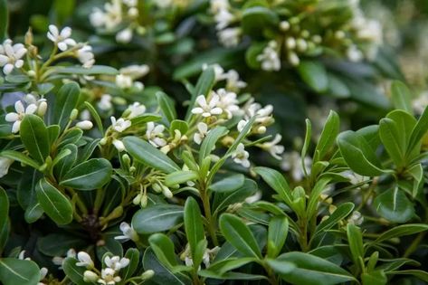 Pittosporum Tobira, The Landscape, Nurseries, Hedges, Plants, Flowers