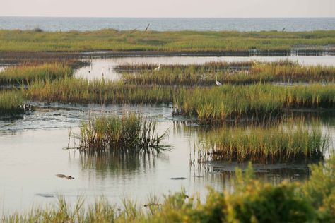 Marshland Aesthetic, Fantasy Marshland, Marsh Plants Landscapes, Marsh Architecture, Salt Marsh Photography, Marsh Photos, South Africa Safari, The Hierophant, Ireland Landscape