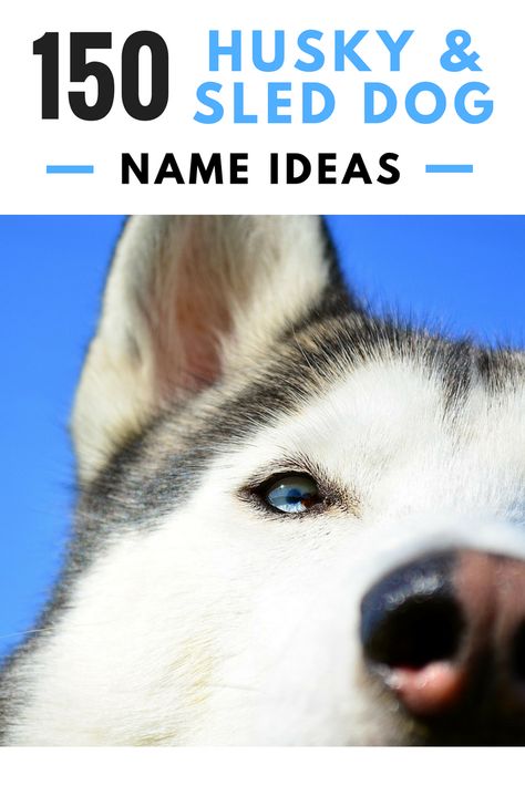 150  Cool Husky Names and Sled Dog Name Ideas Husky Names Male, Husky Puppy Names, Husky Dog Names, Siberian Husky Names, Dog Name Ideas, Eyes Male, Great Dog Names, Husky Names, Huskies Sled