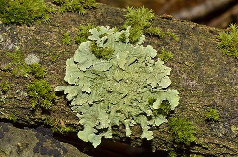 Flavoparmelia caperata - lichen - Caperatflechte Moss On Rocks, Art Gcse Ideas, Woodland Alphabet, Tanaman Air, About Chemistry, Material Reference, Moss And Lichen, Slime Mold, Lichen Moss