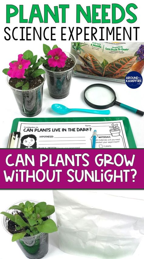 2nd grade plant needs science experiment to explore how the lack of sunlight affects the growth of a plant. 1st Grade Science Fair, Plant Science Fair Projects, Plant Experiments, Plant Lessons, Spring Science, Second Grade Science, 1st Grade Science, Nature School, Science Activity