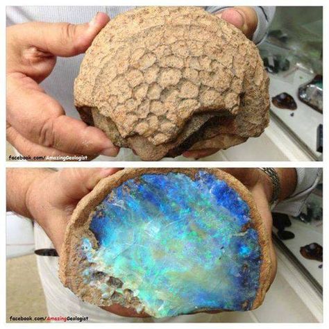 Why is Australian opal Unique? | Geology IN Mermaid Energy, Different Types Of Rocks, Types Of Rocks, Black Pinterest, Rocks And Fossils, Fossilized Coral, Deco Originale, Pretty Rocks, Crystal Eye