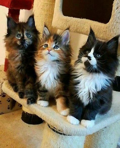 Maine Coon Kittens Adorable Kittens, Exotic Shorthair, Image Chat, Mom Cat, Söt Katt, Norwegian Forest Cat, Cute Cats And Kittens, Amazing Animals, Cute Kittens