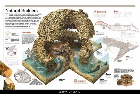 Infographic on construction activity of beavers. [6259x4015]. Stock Photo Beaver Lodge, Construction Activity, Construction Activities, Canada Images, Print Finishes, Narnia, Personal Marketing, Professional Photographer, Custom Framing