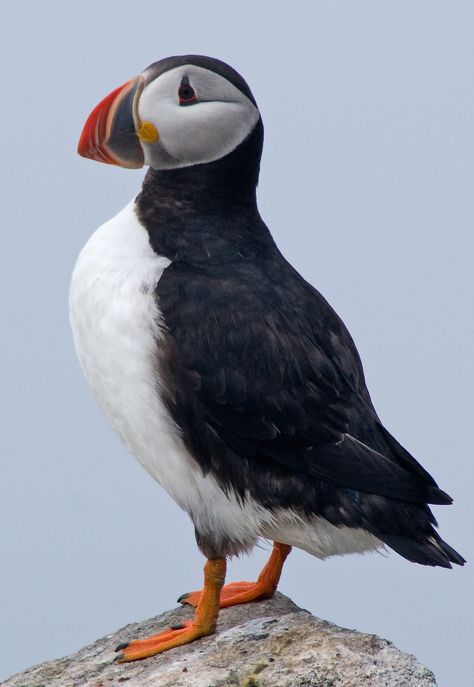 Puffin Aesthetic, Puffin Photography, Scotland Puffins, Puffin Illustration, Puffins In Iceland, Atlantic Puffin Drawing, Puffin Rock, Felted Birds, Atlantic Puffin