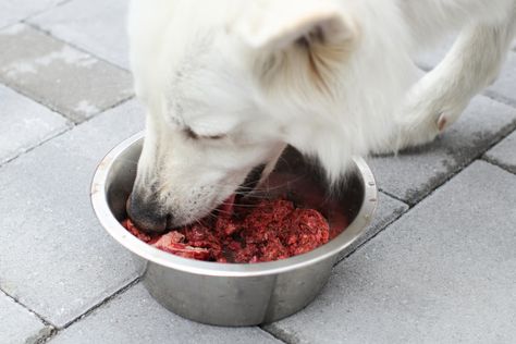 Venison Dog Food, Ground Venison, Make Dog Food, Deer Meat Recipes, Meat Diet, Deer Meat, Frozen Dog, Dog Bakery, Venison Recipes