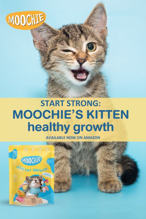 Best Cat Food, Kitten Food, Wet Cat, Wet Cat Food, Pet Care Tips, Essential Nutrients, Cat Food, Pharmacy Gifts, Grain Free