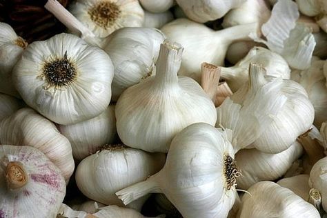 How to Use Garlic as an Antibiotic Chicos Recipe, Harvesting Garlic, How To Store Garlic, Spring Crops, Garlic Seeds, Garlic Uses, Growing Garlic, Making Essential Oils, Garlic Oil