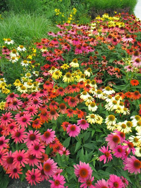 Cheyenne Spirit' coneflower (Echinacea hybrida)- Ball Trial Garden Herbal Witch Aesthetic, Wild Gardening, Plants Names, Herbal Witch, Perennial Gardens, Garden Bags, Flower Decorations Diy, Perennial Flowers, Echinacea Purpurea