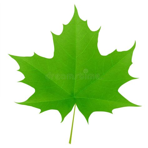 Green maple leaf isolated on white background. Vector eps10 illustration , #AFF, #leaf, #isolated, #Green, #maple, #white #ad Green Maple Leaf, School Objects, Mini Doodle, Leaf Images, Leaf Green, Stock Pictures, Maple Leaf, Flyer Design, Stock Photography