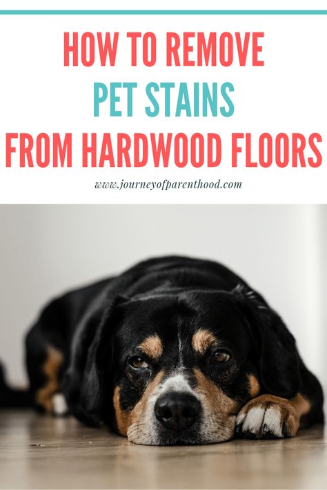 Removing pet stains from hardwood floors: cleaning hardwood floors with pets and getting out pee stains from dogs and cats. Daily Cleaning Routine, Remove Pet Stains, Clean Baking Pans, Hardwood Floor Cleaner, Cleaning Painted Walls, Routine Tips, Glass Cooktop, Dog Pee, Deep Cleaning Tips