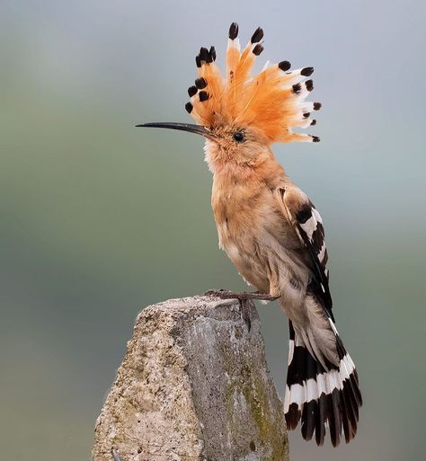 Nature inFocus on Instagram: “#NiFHiveFeature: Abhay Dahake (@abhay_wildlife) photographed a Common Hoopoe in Pune, Maharashtra. The Common Hoopoe is spotted in loose…” Eurasian Hoopoe, The Common, Pune, Beautiful Creatures, Beautiful Birds, Animals Beautiful, Animals And Pets, Coloring Books, Birds