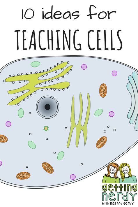 Elementary Science Projects, Cells Biology, Teaching Cells, Biology For Kids, Biology Experiments, Sixth Grade Science, Cell Theory, Science Cells, Life Science Activities