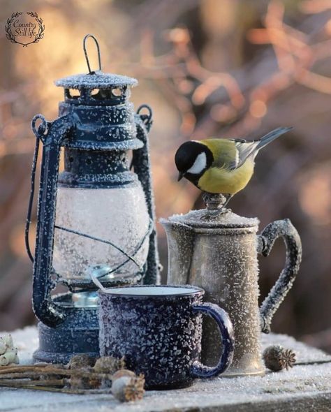 6,531 Likes, 61 Comments - Country_Stilllife (@country_stilllife) on Instagram: “Courtesy of: @dreamsgarden37 Congratulations! . ......☆...... . For features @country_stilllife…” Bird Still Life, Lighthouse Painting, Winter Bird, Big Photo, Christmas Lanterns, Model Drawing, Still Life Art, Painting Photos, Absinthe Fountain